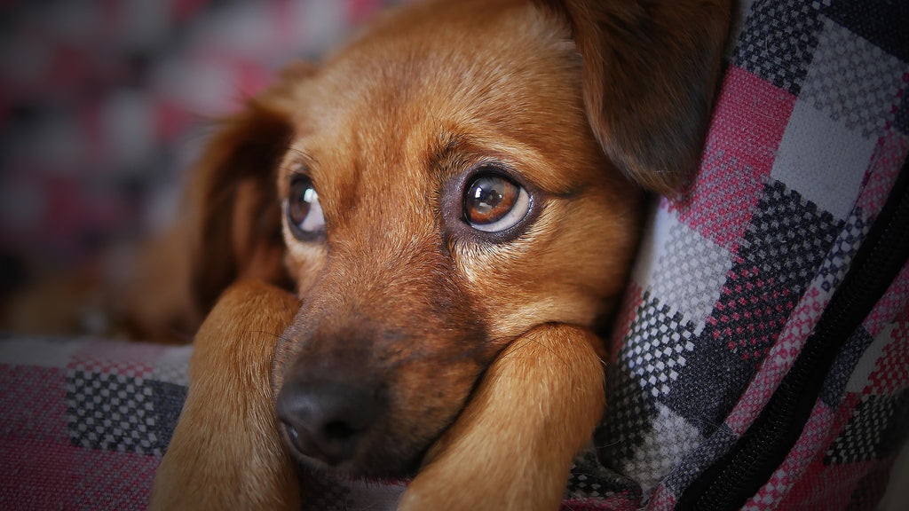 Does Your Dog Have Any Separation Anxiety?