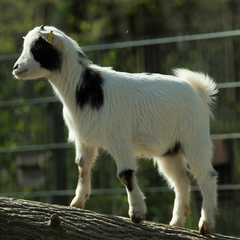 Sheep & Goat - Bernville, PA - Reifsnyder's Ag Center