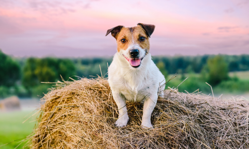 Dog on hay bale