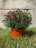 9 Inch Mums Various Colors