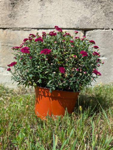 9 Inch Mums Various Colors