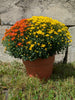 Extra Large 3 Gallon Mums Various Colors
