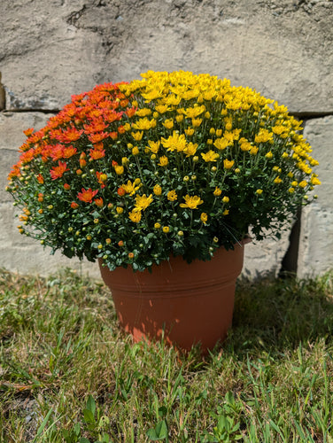 Extra Large 3 Gallon Mums Various Colors