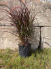 Autumn Ornamental Grass
