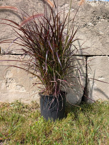 Autumn Ornamental Grass