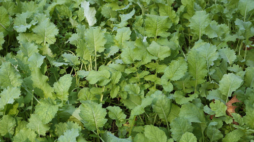 Imperial Whitetail Beets & Greens