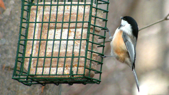 Suet Cake Feeders